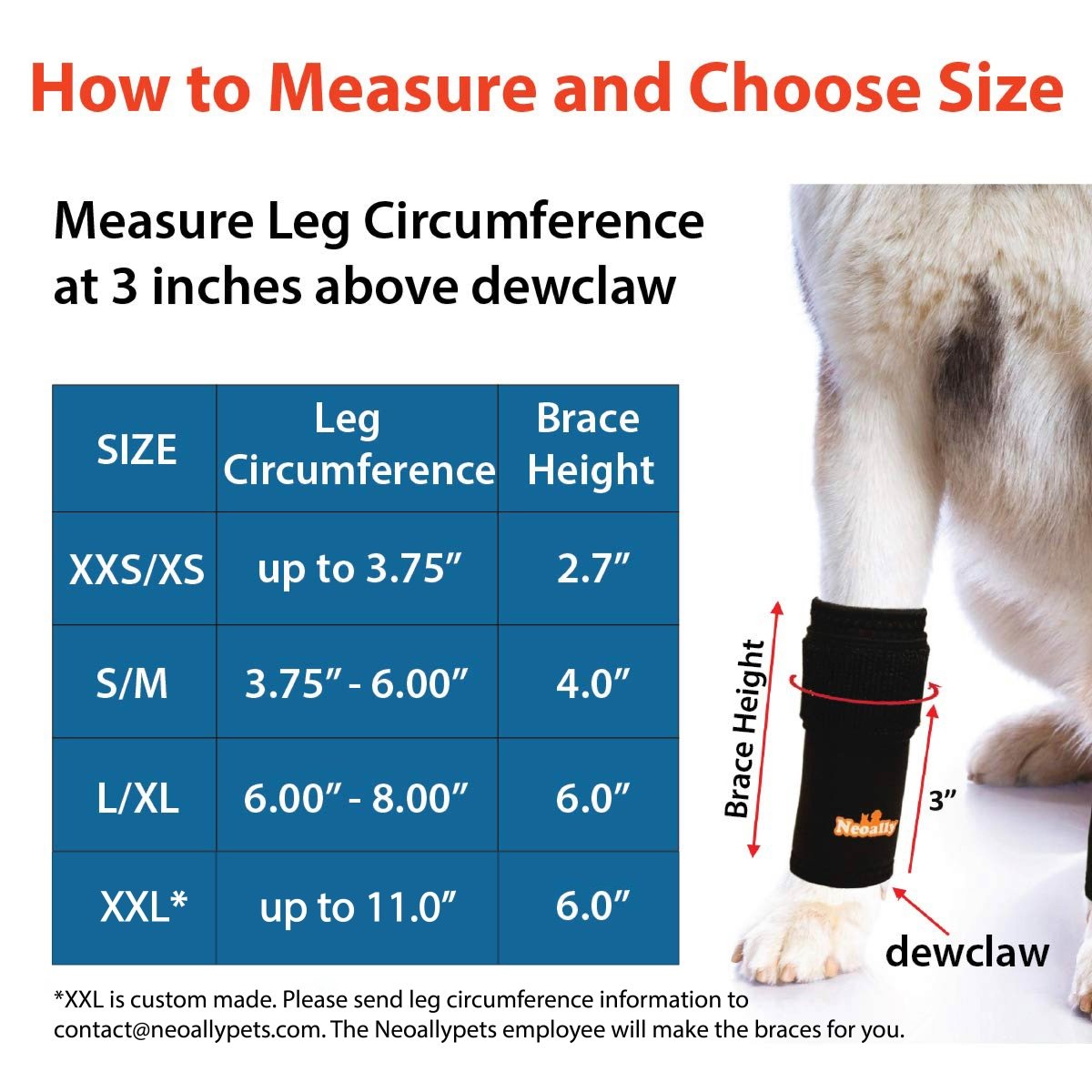 Dog leg with black brace, size chart for leg circumference and brace height in blue table.